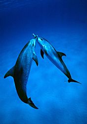 dolphins kiss by J.lou Ferretti 